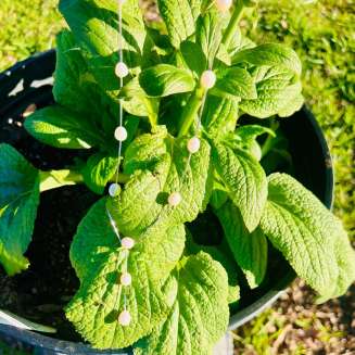 STERLING SILVER FRESH WATER WHITE PEARL NECKLACE 16" WITH 2" PEARL DROP